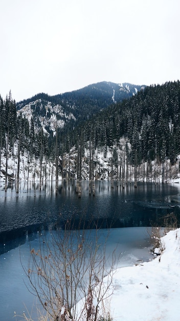 Een verzonken bos in een bergmeer. Water is als een spiegel. Boomstammen komen uit het water.