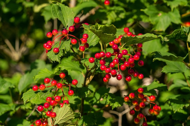 Een viburnumstruik in de tuin op de zomerdag.