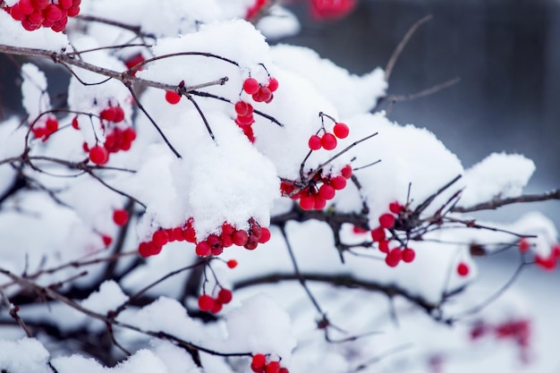 Een viburnumstruik met rode bessen bedekt met een dikke laag sneeuw