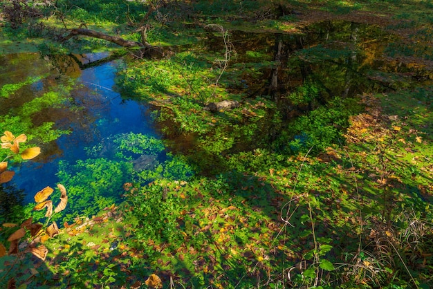 Een vijver in het bos begroeid met groene algen