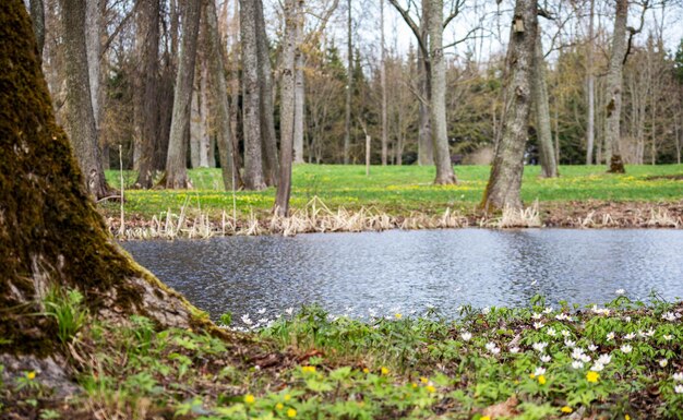 Een vijver in het bos met een boom op de voorgrond