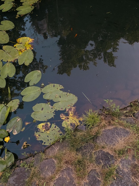 Een vijver met bladeren en waterlelies op de voorgrond