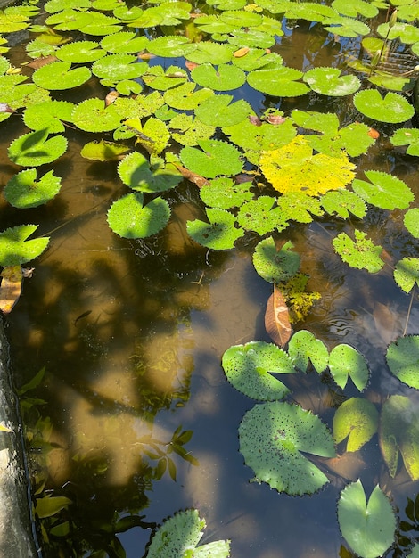Een vijver met waterlelies en bladeren erop