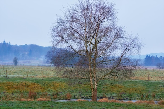 Een vijver omgeven door een bos met een droge kale boom in de winter op het platteland Een landschapsgezicht van een oude vijver met droog hout dat uit het water steekt Een bosboom aan de baai van een vijver of meer