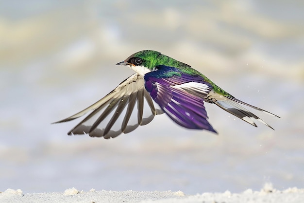 Een violetgroene zwaluw in vlucht die insecten vangt