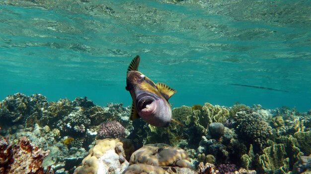 Foto een vis zwemt in de oceaan in egypte.