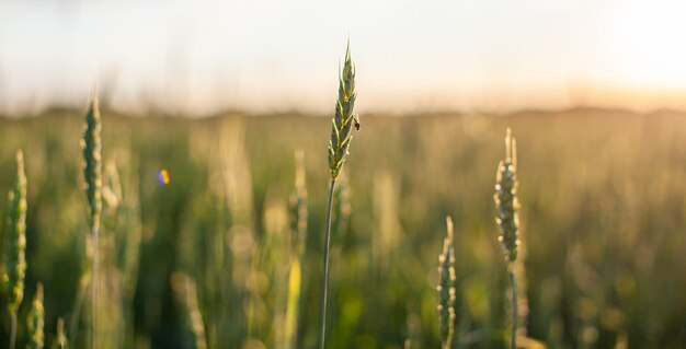 Een vlieg zit op een aar van tarwe of rogge. Close-up van groene oren van tarwe of rogge bij zonsondergang in een veld. Wereld wereldvoedsel met zonsondergang op landbouwgrond herfst scène achtergrond. Gelukkig agrarisch platteland.