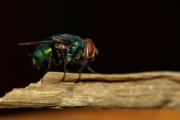 een vliegen (Diptera) op bruine tak.