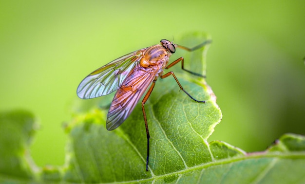 Een vliegend insect een vlieg op een groen blad van een plant Fauna wildlife insecten