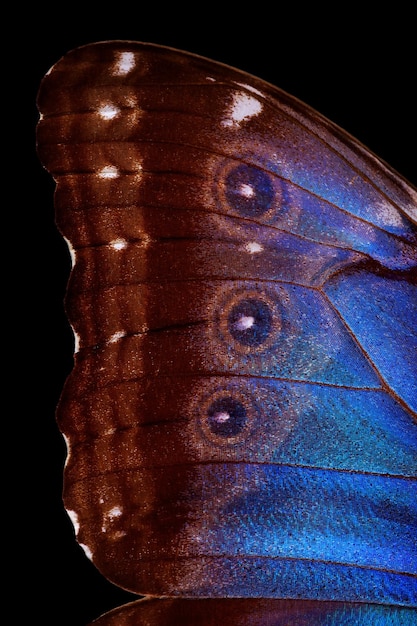 een vlinder die blauw en paars is