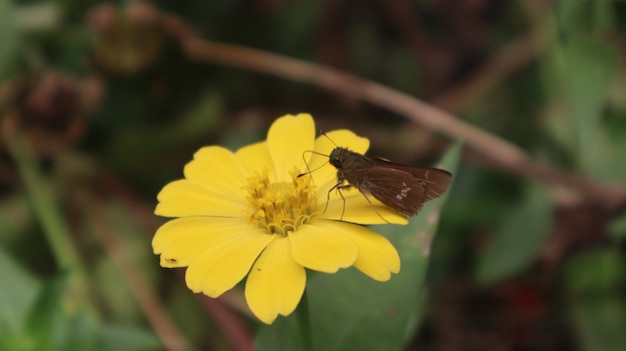 een vlinder die de nectar op een zinnia-bloem zuigt