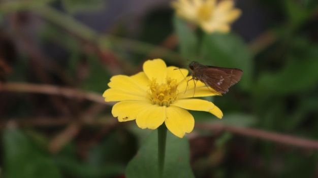 een vlinder die de nectar op een zinnia-bloem zuigt