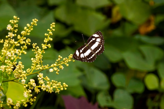 Een vlinder die nectar eet van longan-bloemen dimocarpus longan en helpt bij de bestuiving