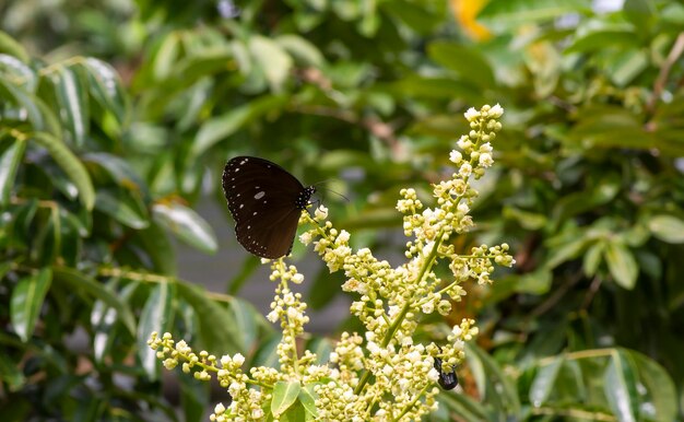 Een vlinder die nectar eet van longan-bloemen Dimocarpus longan en helpt bij de bestuiving