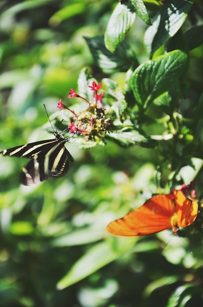 een vlinder en een vlinder vliegen in de lucht