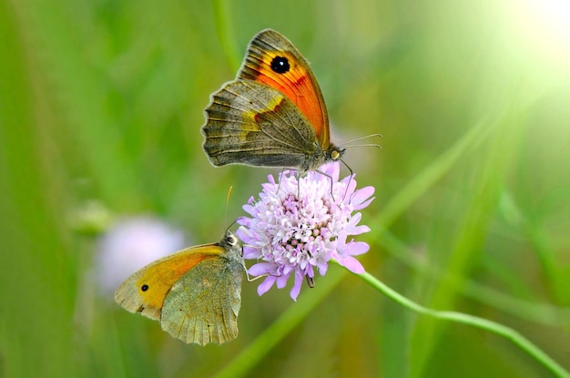een vlinder en een vlinder zijn op een bloem in het gras