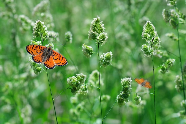 Een vlinder in een grasveld.