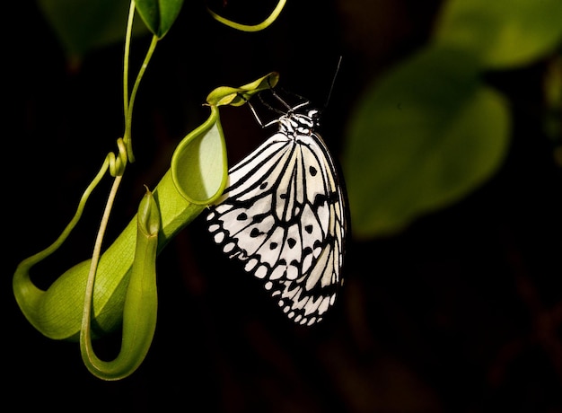 een vlinder is op een blad met het woord vlinder erop