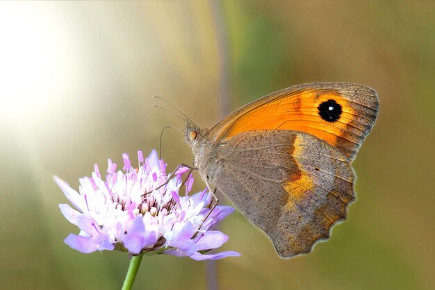 Een vlinder is op een bloem en de vlinder kijkt ernaar.