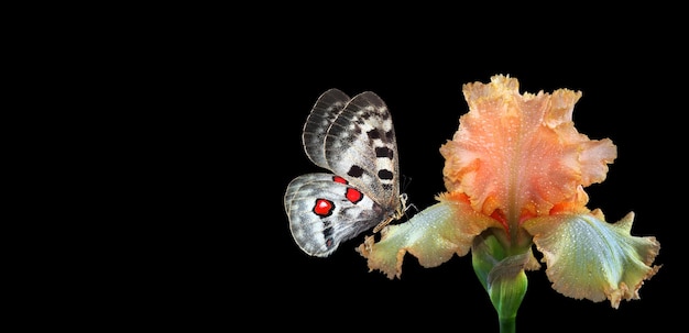 Een vlinder is op een bloem en de vlinder kijkt naar de camera.