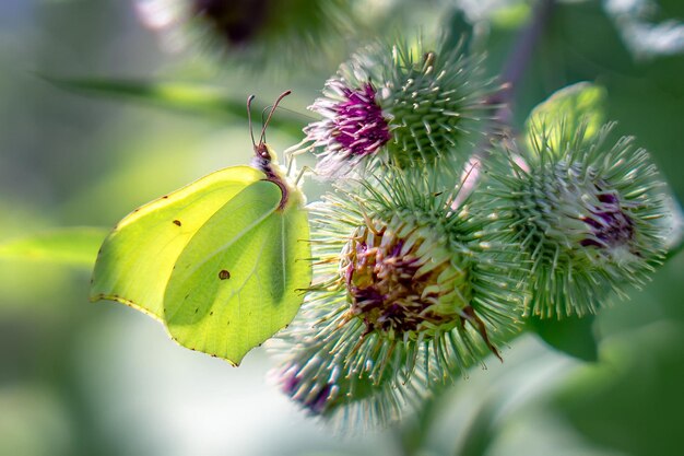 een vlinder is op een bloem en het is een vlinder