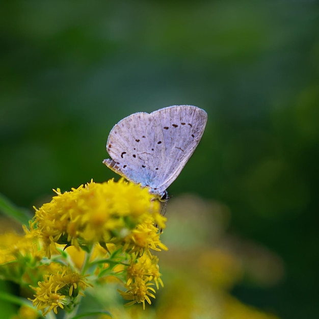 een vlinder is op een gele bloem met de achtergrond van de foto