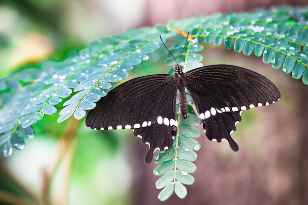 Een vlinder met wijd open vleugels rustend op de plant