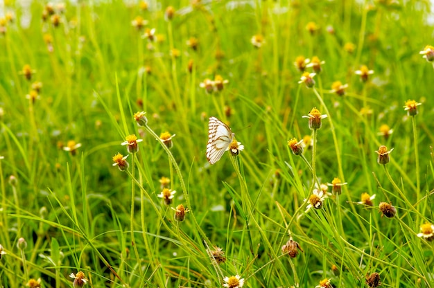 Foto een vlinder op de mexicaanse madeliefje tridax procumbens l kleine gele bloemen in de weide geselecteerde focus
