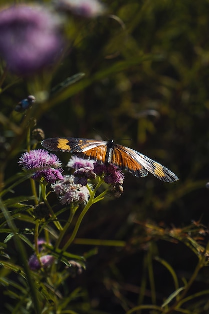 Een vlinder op een bloem in het donker