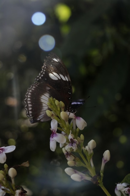 Foto een vlinder op een bloem met daarachter de zon