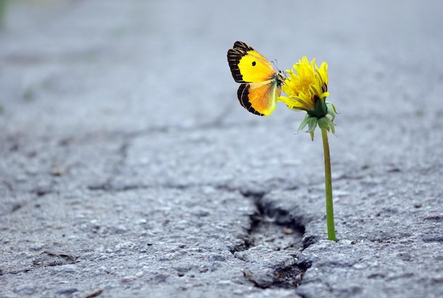 Een vlinder op een bloem midden in een beton.