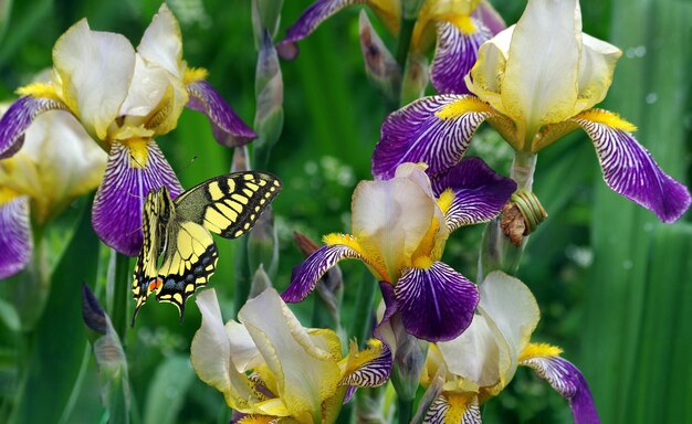 een vlinder op een paarse bloem