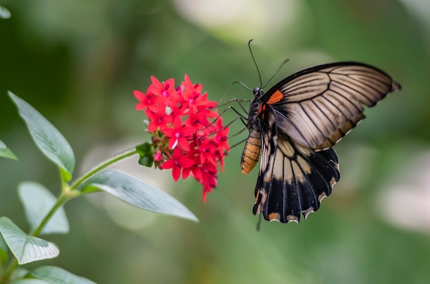 Een vlinder op een rode bloem