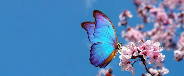 Een vlinder vliegt in de lucht