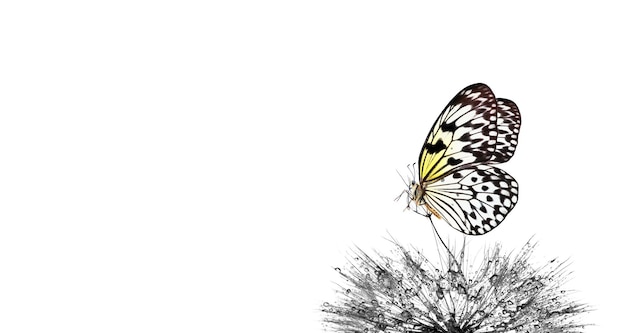 een vlinder vliegt voor een witte achtergrond