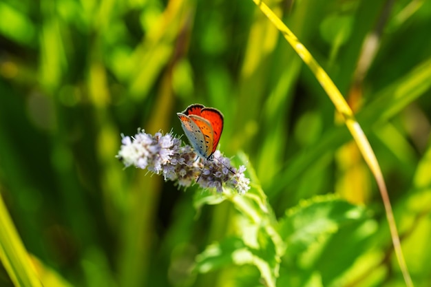 Een vlinder zit op een bloem in het gras.