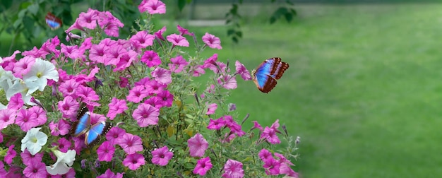 Een vlinder zit op een bloem