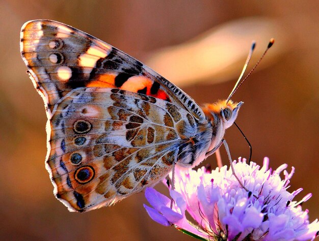 Een vlinder zit op een paarse bloem met het woord "lager" erop.
