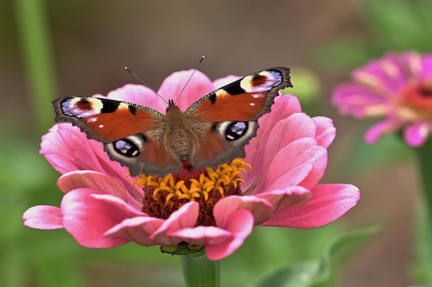 Een vlinder zit op een roze bloem.