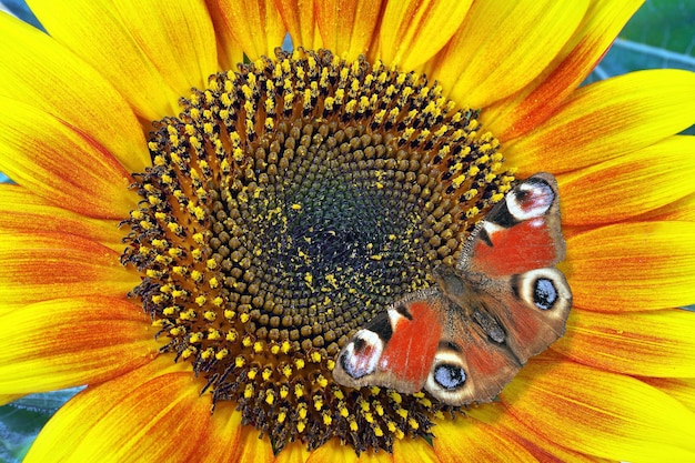 Een vlinder zit op een zonnebloem