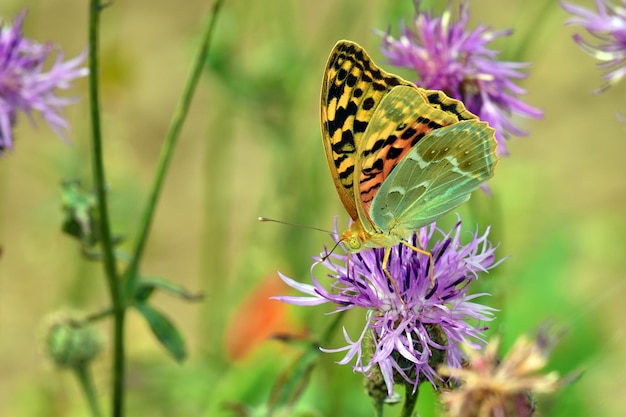 Een vlinderlepidoptera voedt zich met enkele paarse bloemen op een groene achtergrond