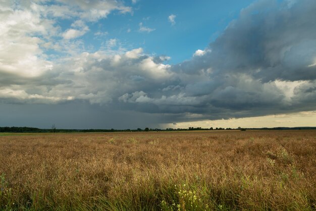 Een vluchtige wolk met regen boven een koolzaadveld