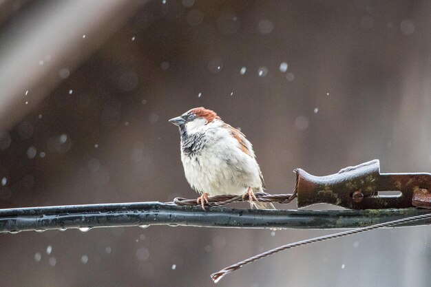 Een vogel die op de sneeuw zit.