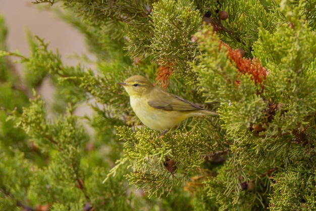 Foto een vogel die op een boom zit