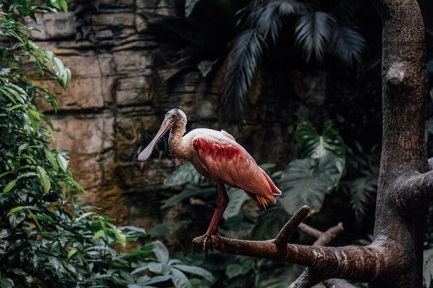 Foto een vogel die op een boom zit