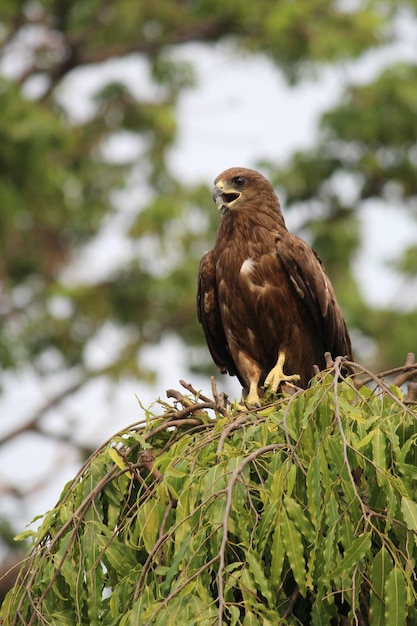 Een vogel die op een boomstam zit