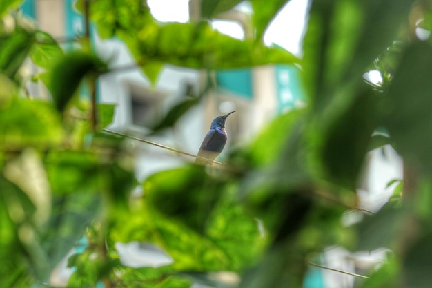 Foto een vogel die op een kabel zit, gezien door de bladeren