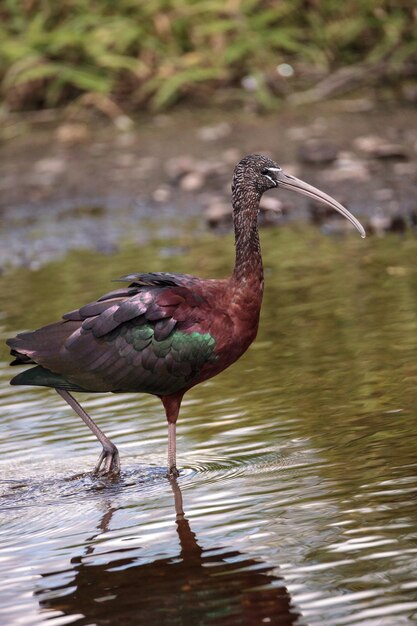 Foto een vogel die op een meer zit.