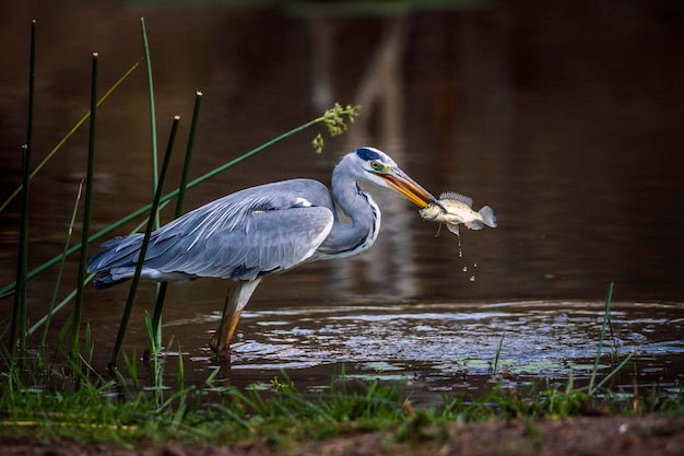 Een vogel die op een meer zit.