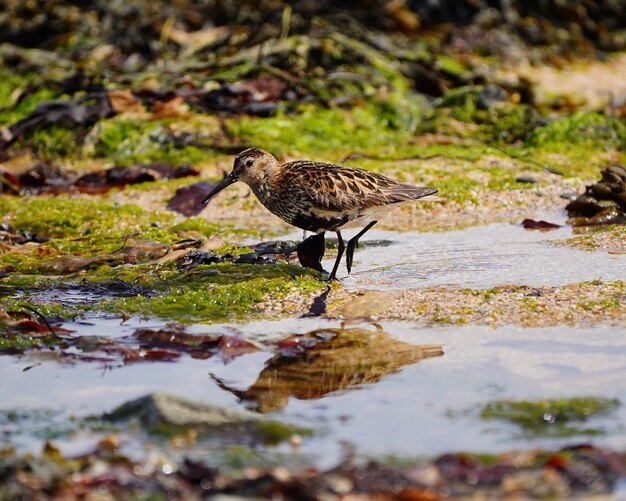 Foto een vogel die op een meer zit.